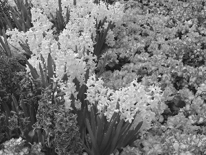 Rhododendron, Hyacinths, Azaleas