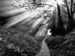 viewes, Way, Rhododendron, light breaking through sky, flourishing, trees