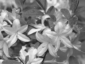 White, Azalii, rhododendron, Flowers