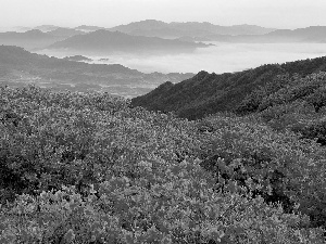 rhododendron, Mountains, Bush