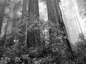 Fog, State of California, forest, rhododendron, trees, The United States, Redwood National Park, rhododendron, Bush, viewes