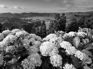 Azores, Portugal, Mountains, lake, hydrangeas