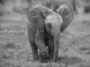 baby elephant