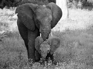 grass, elephant, baby elephant