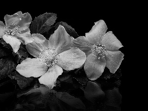 Leaf, White, Black, background, reflection, Anemones