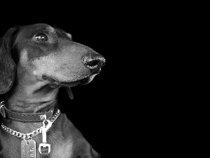 background, dachshund, Black