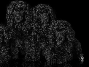 Black, background, Black, Poodles, Dogs
