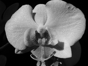 background, orchid, Black