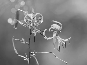 Tiger lily, Blue, background