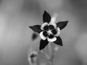 green ones, background, Colourfull Flowers, columbine, Violet