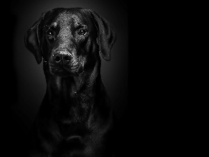 Doberman, Black, background, portrait