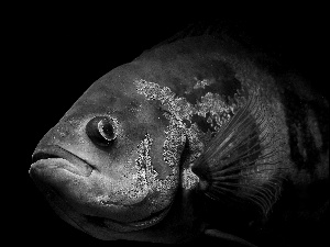 Exotic, Black, background, fish