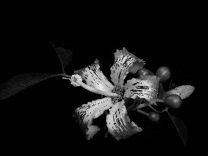 Flowers, Black, background, hibiskus