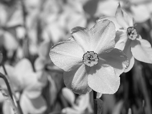 blurry background, Flowers, White Narcissus