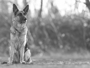 Flowers, dog, fuzzy, background, roses, German Shepherd