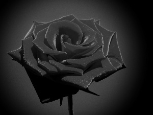 red hot, Black, background, rose