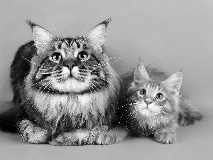 cats, turquoise, background, Maine Coon