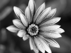 Pink, green ones, background, daisy