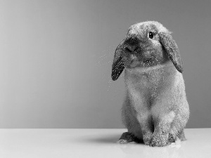 background, Rabbit, Pink