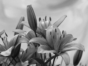 purple, Yellow, background, lilies