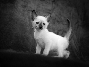 siamese, Blue, background, kitten