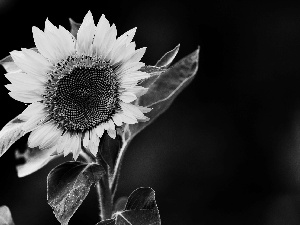 Sunflower, engaging, background, Black