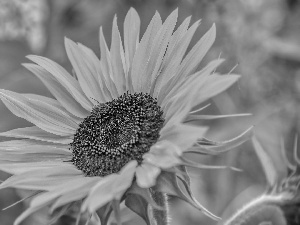 fuzzy, background, Sunflower, rapprochement, flower