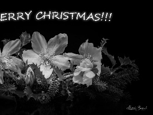 Helleborus, headdress, text, Flowers, Christmas, Twigs, black background