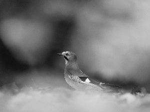 birdies, background, jay, Yellow