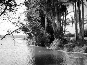 Bali, indonesia, trees, viewes, River