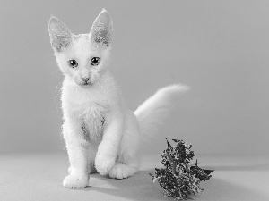 cat, Turkish Angora