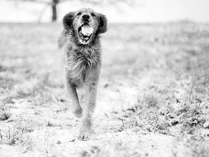 dog, Ball