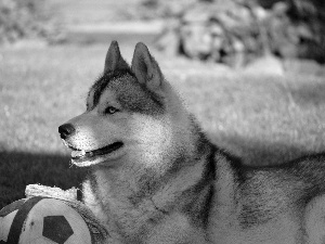 Ball, Siberian, Husky