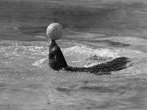 seal, Pool, water, Ball