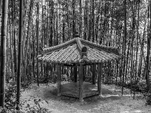 bamboo, arbour, forest