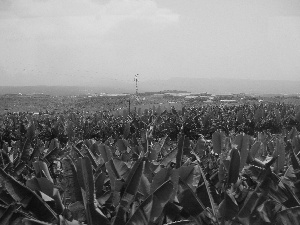plantation, bananas