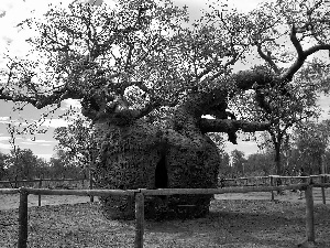 powerful, Baobab