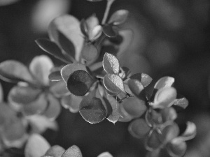 barberry, Red, Leaf