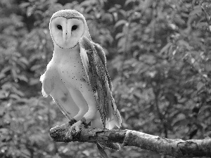 owl, Barn