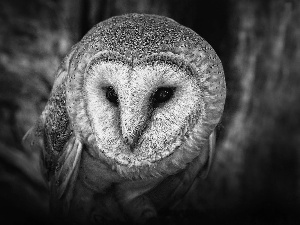 owl, Barn