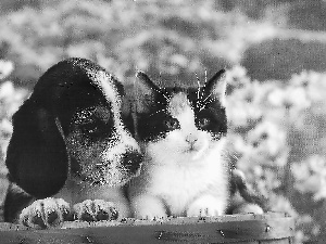 barrel, kitten, doggy