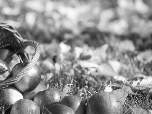 apples, basket