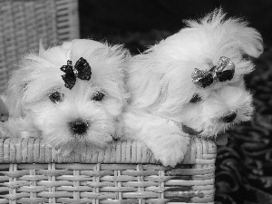 bow, Two cars, Maltese, Maltese, basket, Puppies
