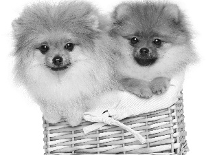 Dogs, Miniature Spitz, Pomeranians, basket