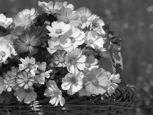 Coloured, wicker, basket, Cosmos