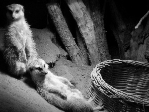 basket, Meerkats, hole