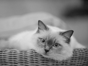 kitten, Eyes, basket, Blue