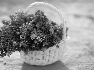 basket, Flowers, lupine