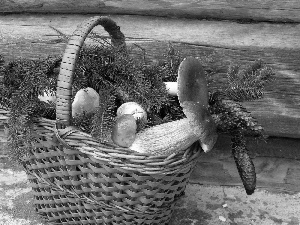 mushrooms, basket