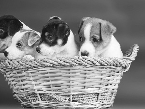basket, Dogs, Puppies